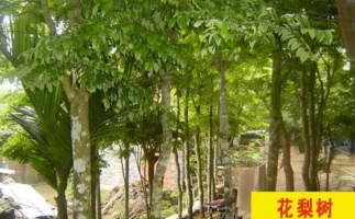 紅花梨下腳料千萬別再丟了，都是寶啊